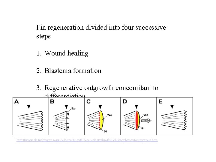 Fin regeneration divided into four successive steps 1. Wound healing 2. Blastema formation 3.