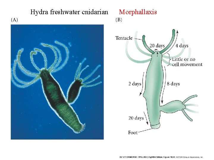 Hydra freshwater cnidarian Morphallaxis 