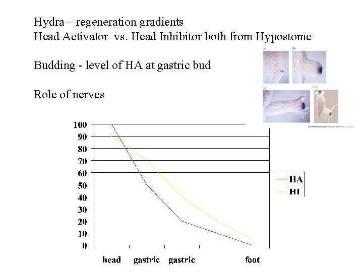 Hydra – regeneration gradients Head Activator vs. Head Inhibitor both from Hypostome Budding -