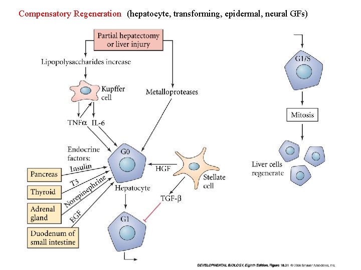 Compensatory Regeneration (hepatocyte, transforming, epidermal, neural GFs) 
