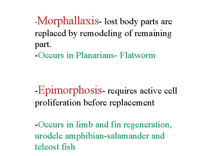 - Morphallaxis- lost body parts are replaced by remodeling of remaining part. -Occurs in