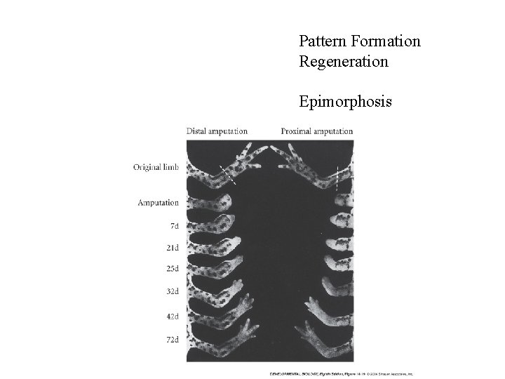 Pattern Formation Regeneration Epimorphosis 