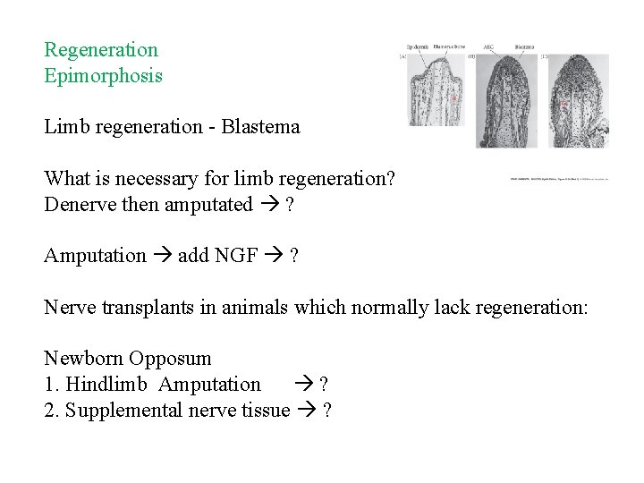 Regeneration Epimorphosis Limb regeneration - Blastema What is necessary for limb regeneration? Denerve then