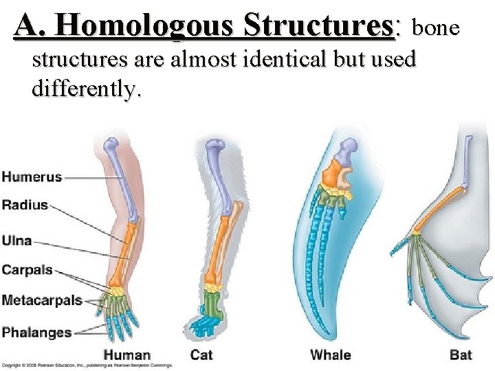 A. Homologous Structures: bone structures are almost identical but used differently. 