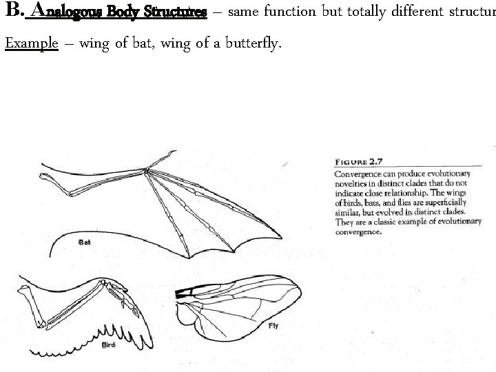 B. Analogous Body Structures – same function but totally different structur Example – wing