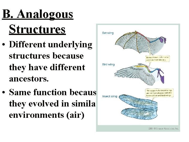 B. Analogous Structures • Different underlying structures because they have different ancestors. • Same