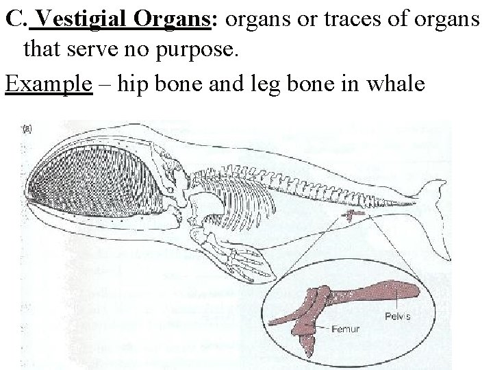 C. Vestigial Organs: organs or traces of organs that serve no purpose. Example –