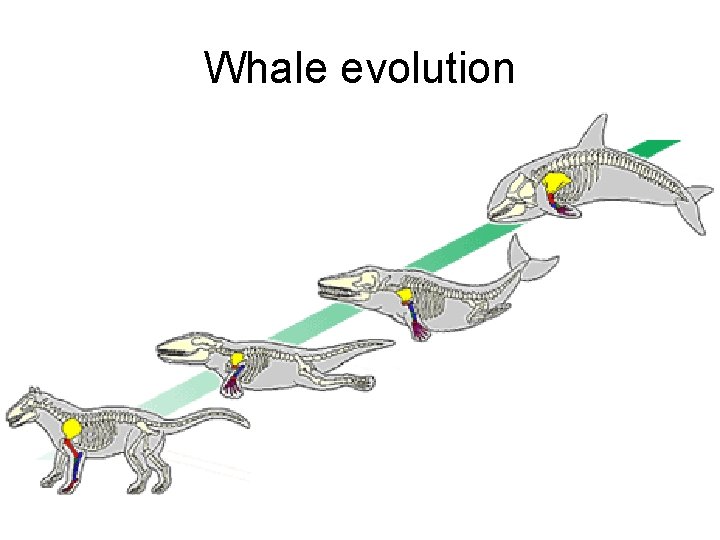 Whale evolution 