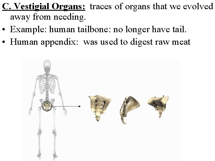 C. Vestigial Organs: traces of organs that we evolved away from needing. • Example: