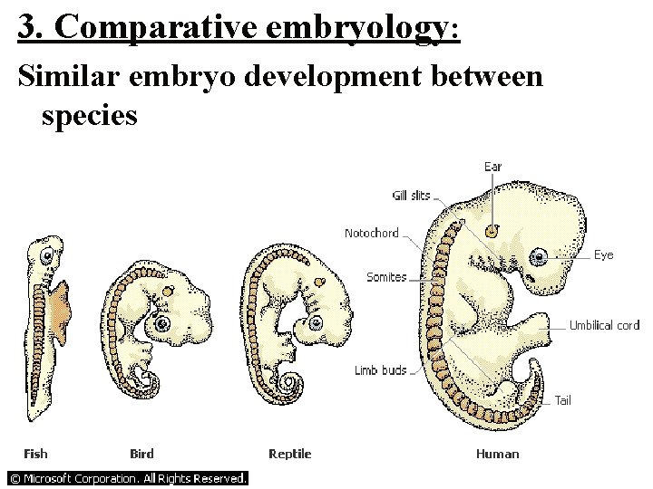 3. Comparative embryology: Similar embryo development between species 