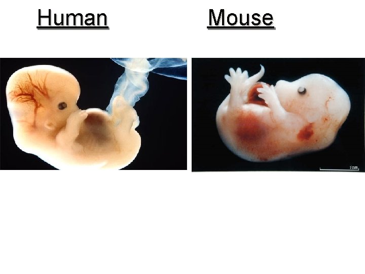 Human Mouse 