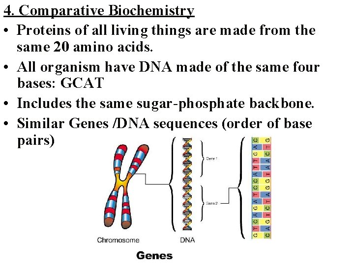 4. Comparative Biochemistry • Proteins of all living things are made from the same