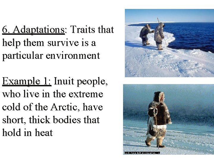 6. Adaptations: Traits that help them survive is a particular environment Example 1: Inuit