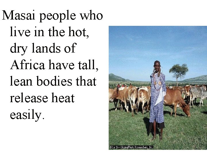 Masai people who live in the hot, dry lands of Africa have tall, lean