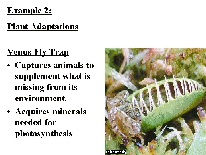 Example 2: Plant Adaptations Venus Fly Trap • Captures animals to supplement what is