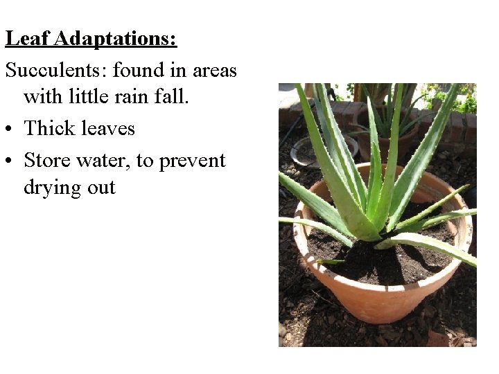 Leaf Adaptations: Succulents: found in areas with little rain fall. • Thick leaves •