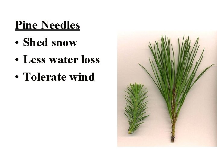 Pine Needles • Shed snow • Less water loss • Tolerate wind 
