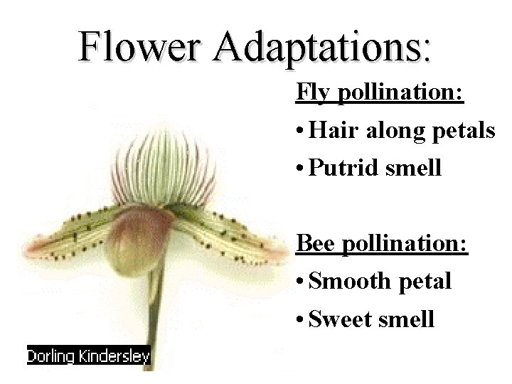 Flower Adaptations: Fly pollination: • Hair along petals • Putrid smell Bee pollination: •