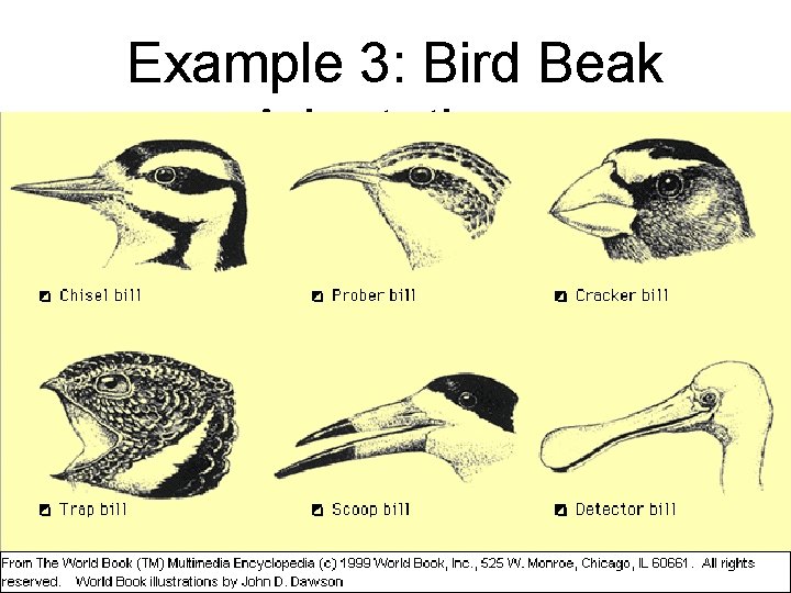 Example 3: Bird Beak Adaptations 