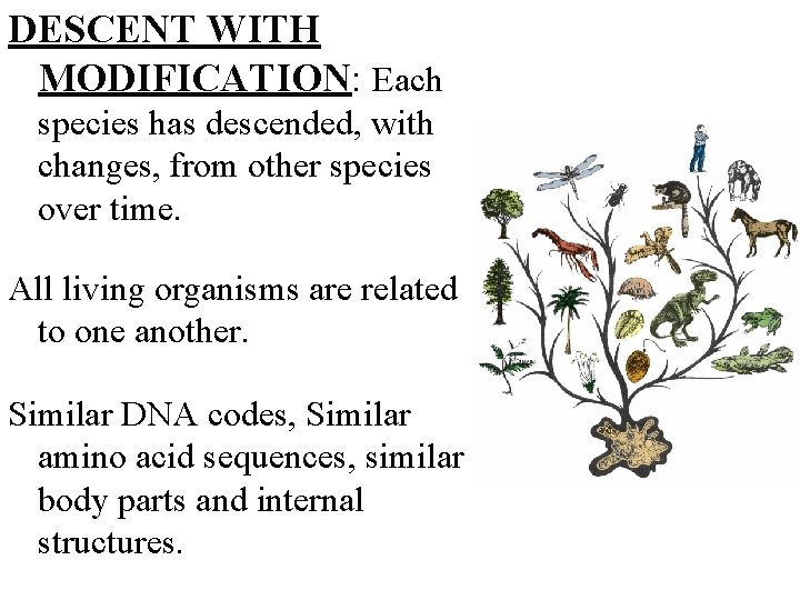 DESCENT WITH MODIFICATION: Each species has descended, with changes, from other species over time.