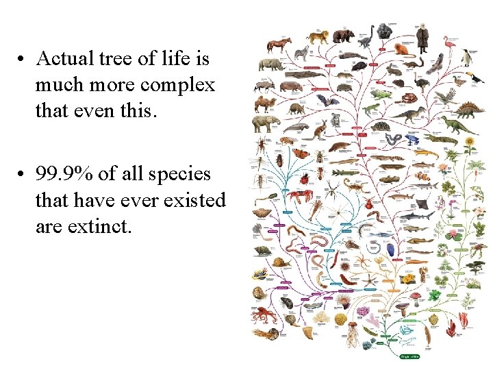  • Actual tree of life is much more complex that even this. •