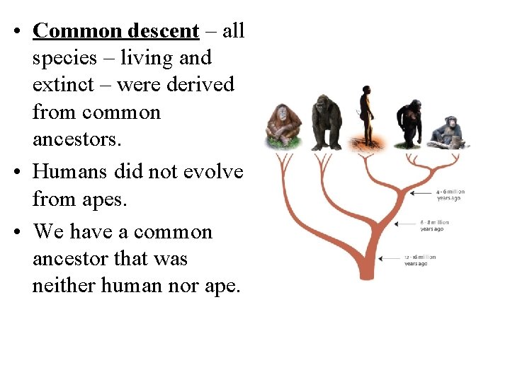  • Common descent – all species – living and extinct – were derived