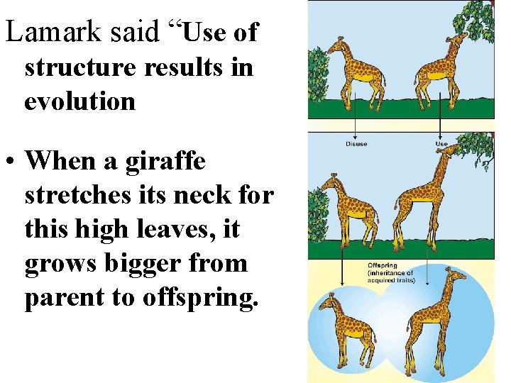 Lamark said “Use of structure results in evolution • When a giraffe stretches its