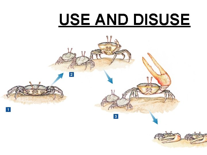 USE AND DISUSE 