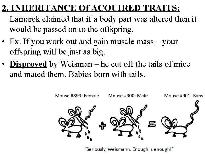 2. INHERITANCE Of ACQUIRED TRAITS: Lamarck claimed that if a body part was altered