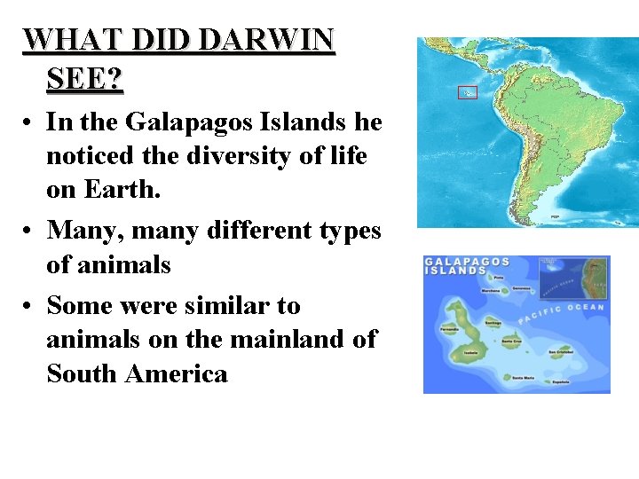 WHAT DID DARWIN SEE? • In the Galapagos Islands he noticed the diversity of