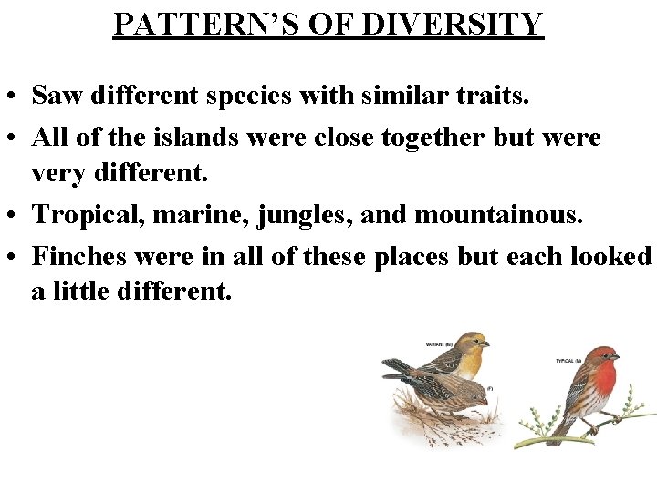 PATTERN’S OF DIVERSITY • Saw different species with similar traits. • All of the