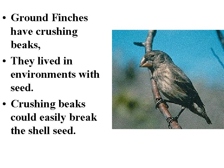 • Ground Finches have crushing beaks, • They lived in environments with seed.