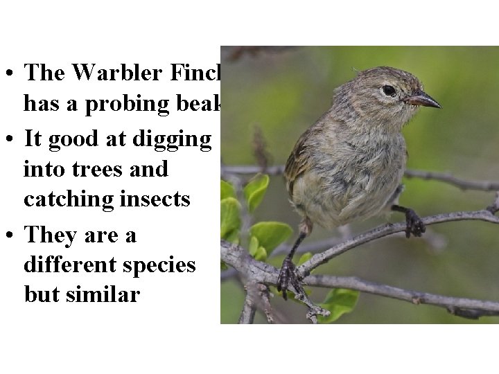  • The Warbler Finch has a probing beak. • It good at digging