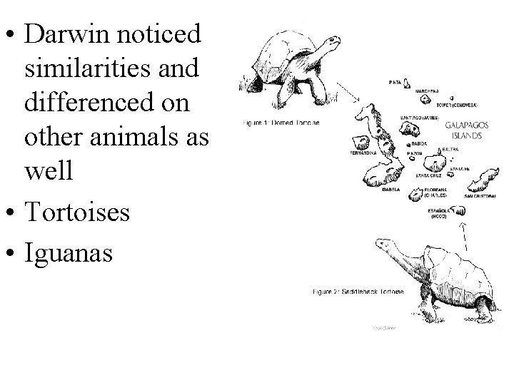  • Darwin noticed similarities and differenced on other animals as well • Tortoises