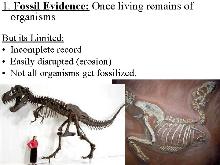 1. Fossil Evidence: Once living remains of organisms But its Limited: • Incomplete record