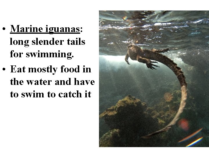  • Marine iguanas: long slender tails for swimming. • Eat mostly food in