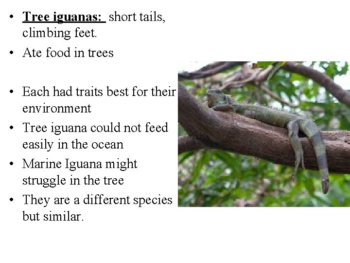  • Tree iguanas: short tails, climbing feet. • Ate food in trees •