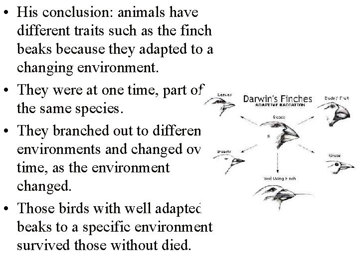  • His conclusion: animals have different traits such as the finch beaks because