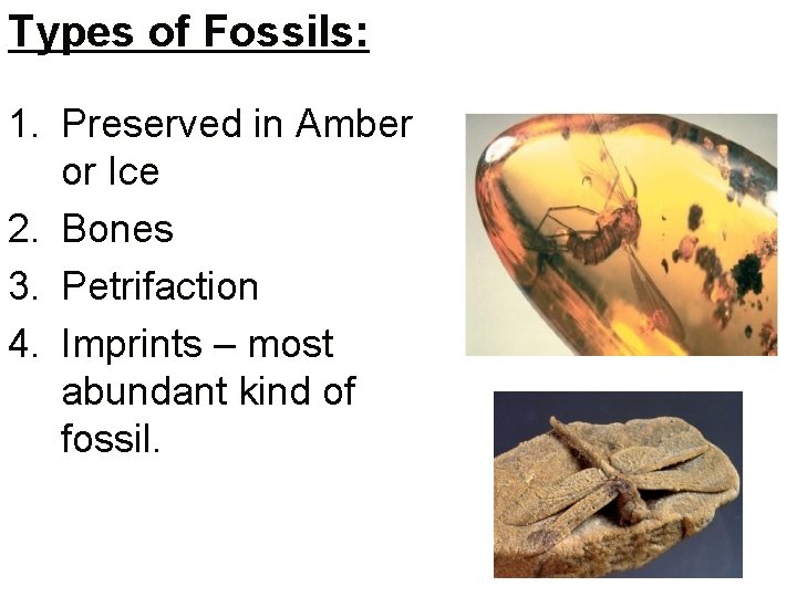 Types of Fossils: 1. Preserved in Amber or Ice 2. Bones 3. Petrifaction 4.