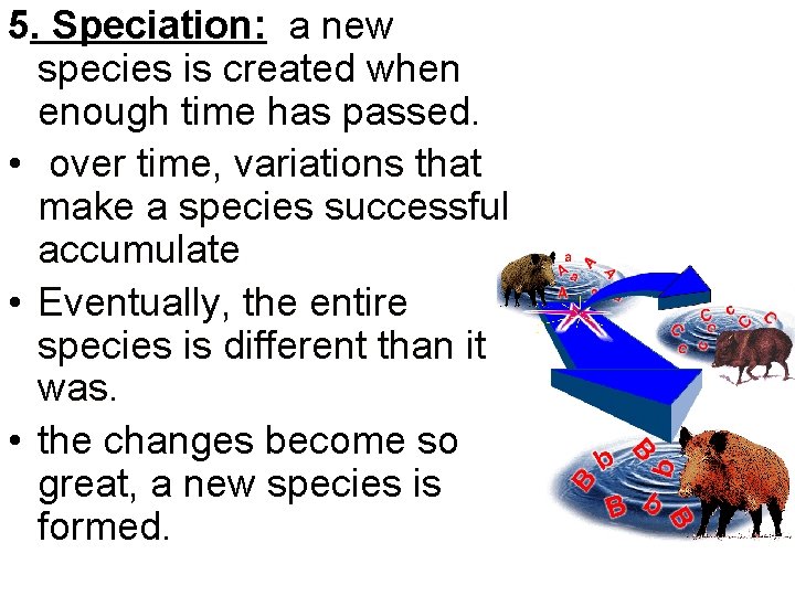 5. Speciation: a new species is created when enough time has passed. • over