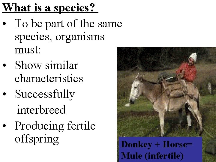 What is a species? • To be part of the same species, organisms must: