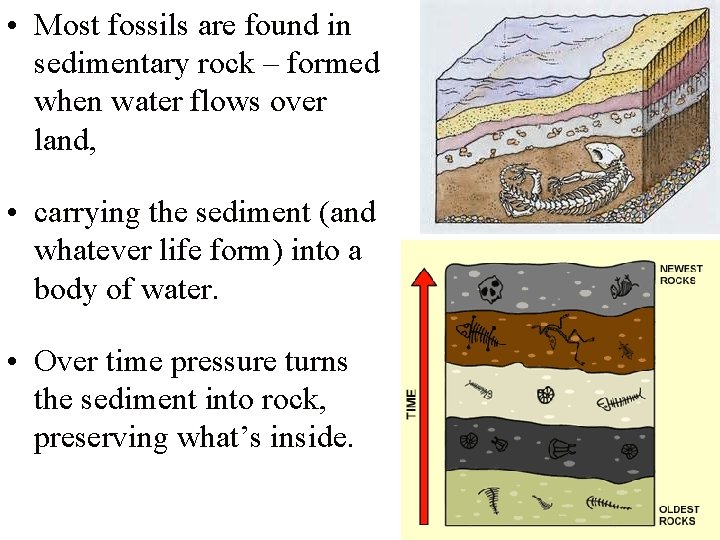  • Most fossils are found in sedimentary rock – formed when water flows