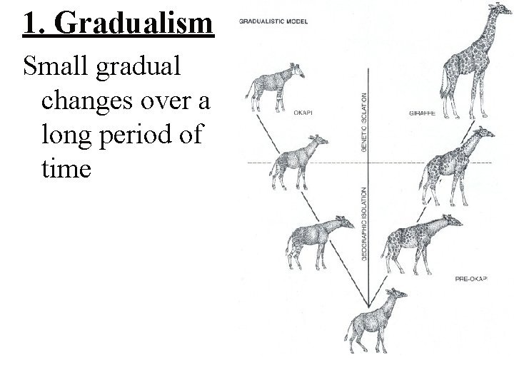 1. Gradualism Small gradual changes over a long period of time 