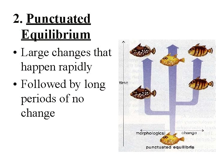 2. Punctuated Equilibrium • Large changes that happen rapidly • Followed by long periods