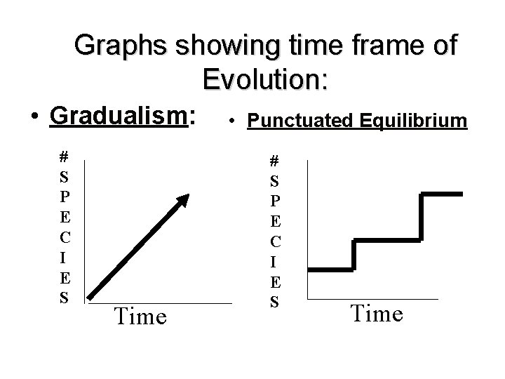 Graphs showing time frame of Evolution: • Gradualism: # S P E C I