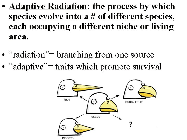  • Adaptive Radiation: the process by which species evolve into a # of