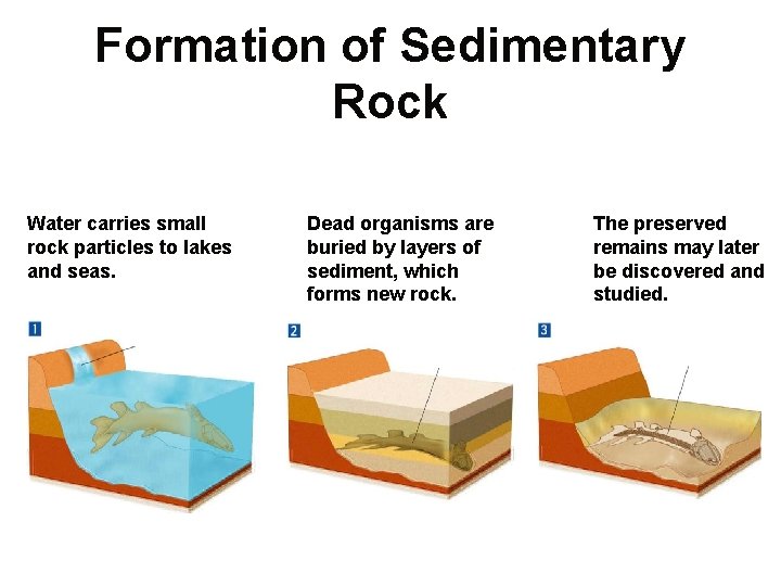 Formation of Sedimentary Rock Section 17 -1 Water carries small rock particles to lakes