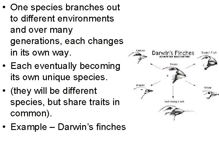  • One species branches out to different environments and over many generations, each