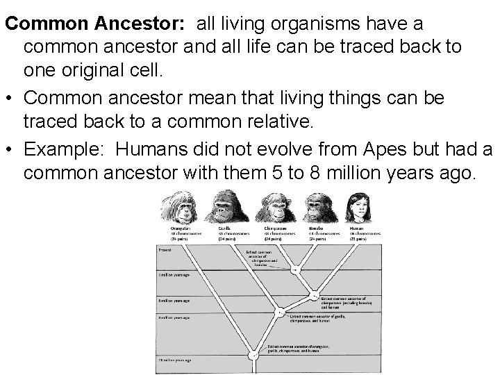 Common Ancestor: all living organisms have a common ancestor and all life can be