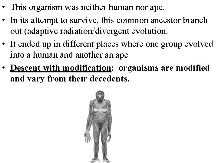 • This organism was neither human nor ape. • In its attempt to